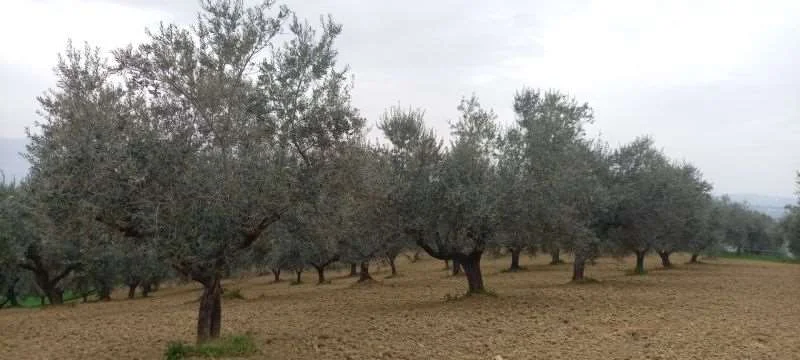 Asta in Comune di Pianella