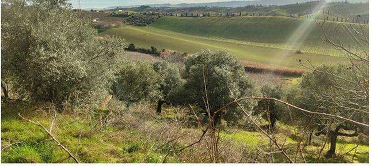 Asta in Comune di Pianella